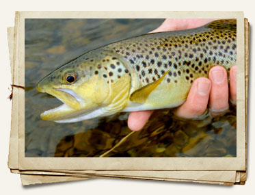 brown_trout