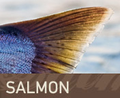 Salmon